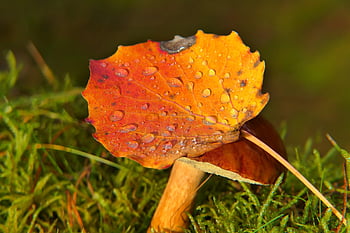 gotas de orvalho, folha, outono, vegetação, cogumelo, boleto da baía, natureza, lado de fora, fechar-se, macro, floresta