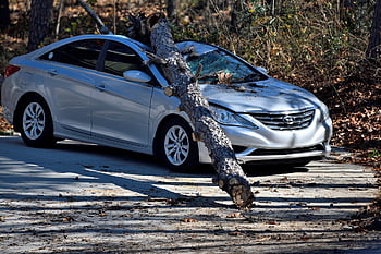 car, accident, car Wallpapers, destroyed, fallen Tree, insurance, wind Gust, tree, vehicle, transportation, report