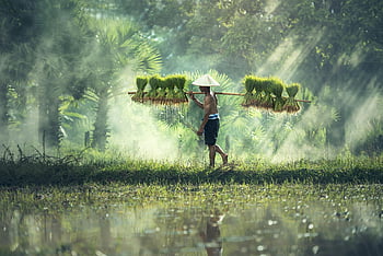 traditional farmer, carrying yoke, rice plants, misty paddy field, rural culture, bundles of rice, agricultural scene, countryside lifestyle, morning mist, natural landscape, traditional hat