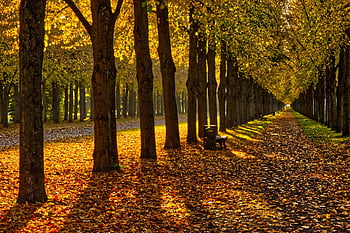 fall, alley, trees, park, autumn, hanover, germany, landscape