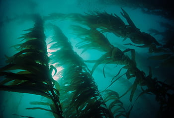 kelp, Mořská řasa, vodní rostliny, řasy, pod vodou, rostlina, voda, moře, oceán, Příroda, www