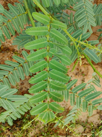 šampon, listy, rostlina, mimosa pudica, poboček, zelené listy, Příroda, detailní, list, les, strom