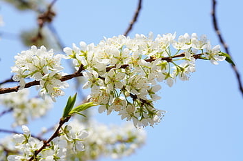 prugna, fiore di prugna, carta da parati floreale, primavera, Corea, Repubblica di Corea, natura, acqua, fiore, foresta, pulito