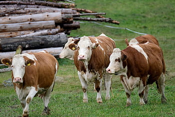 cow, cattle, livestock, dairy Cow, dairy Cattle, nature, animals, mammals, agriculture, pasture, rural