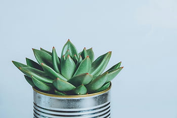 grønn saftig plante, stripete gryte, lyseblå bakgrunn, sukkulent i gryte, innendørs plante, dekorative plante, moderne innredning, grønn plante, Stilig gryte, saftig fotografering, plantefotografering