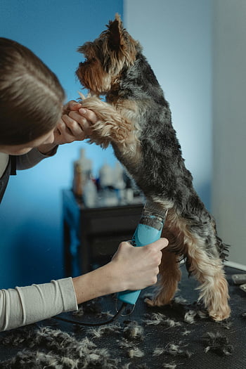 Yorkshire Terrier, professional groomer, dog grooming, indoor grooming, pet care, fur trimming, dog care, pet grooming, professional pet care, dog fur, grooming tools
