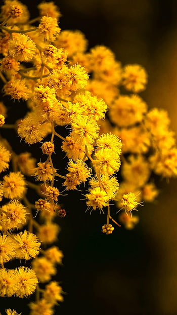 mimosa, flower Background, flowers, plant, flower Wallpaper, yellow Flowers, bloom, beautiful Flowers, spring, nature