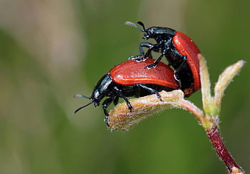 red leaf beetles, mating, macro shot, green leaf, black red beetle, detailed, nature, insects, wildlife, close-up, entomology