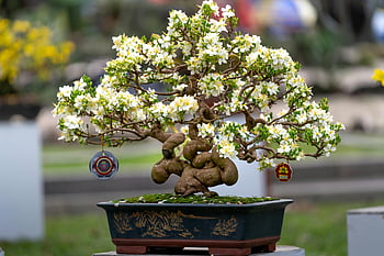 white flowers, bonsai tree, blooming bonsai, artistic pot, outdoor bonsai, white flower bonsai, bonsai flowers, outdoor bonsai tree, bonsai with flowers, artistic bonsai, bonsai display
