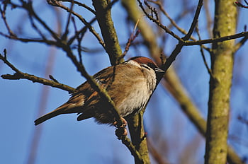 Vrabec, sperling, pták, Ptáček, peří, Příroda, pěvec, zvíře
