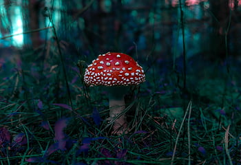 mushroom, fly Agaric, fungus, fungi, moss, forest, nature, misterious, purple