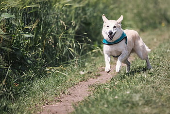 cane bianco, colletto verde acqua, correre fuori, cane felice, imbracatura blu, Sorvi percorso, circondato dall'erba, attività all'aperto, fotografia di animali domestici, passeggiata nella natura, esercizio del cane