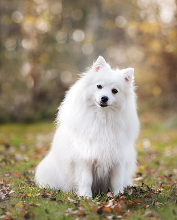 dog, puppy, canine, white Dog, fur, furry, white Fur, japanese Striker, purebred, nature, pet