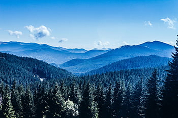 forest, woods, ukraine, carpathian, landscape, nature, ecology, hills, valley, hoverla, early Morning