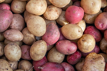 aardappelen, groente, voedsel, oogst, produceren, biologisch, gezond, voeding, detailopname