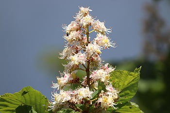 Kaštan, květiny, strom, rostlina, Buckeye, listnatý strom, obyčejné rosskastanie, kaštanový květ, aesculus hippocastanum, květ, jaro