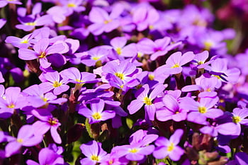 fiori, phlox, cuscino phlox, viola, rosa, giardino floreale, fiorire, fioritura, giardino, pianta ornamentale, estate