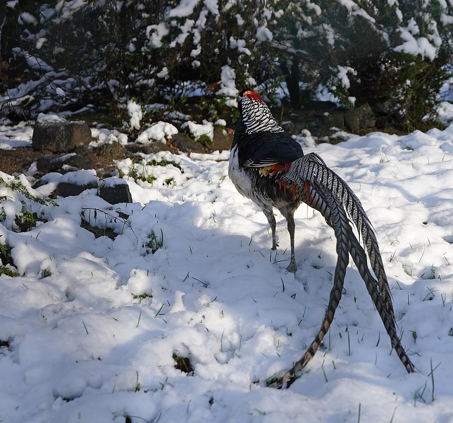 bird, pheasant, ornithology, species, fauna, avian, animal, wildlife, feathers