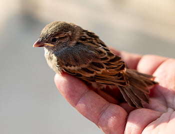 sparrow, bird, animal, fledgling, chick, beak, feathers, plumage, perched, hand, small Bird