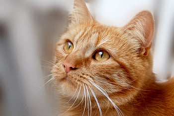cat, red Tomcat, cat Face, domestic Cat, kitten, animal, cute, animal World, fur, nature, pet