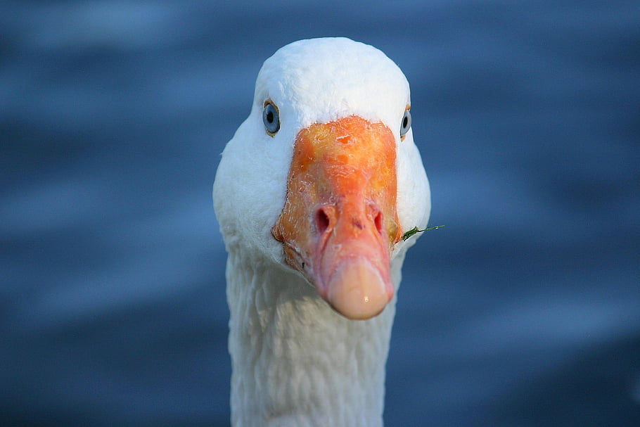 goose, waterfowl, nature, animal, bird, white Goose, geese