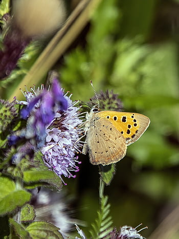 butterfly, insect, beautiful Flowers, bug, flower Wallpaper, wings, antenna, flower, petals, leaves, nature