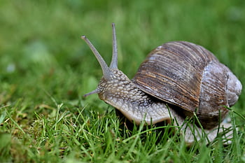 snail, mollusk, animal, nature, wildlife, macro, close Up, grass