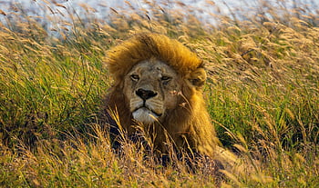 lion, wild Cat, tanzania, serengeti, nature, animal, wilderness, wild Animal, africa, big Cat, predator