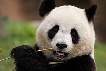 panda, bambu, nisäkäs, mustavalkoinen, eläin, Kiina, eläimistö, Ursidae, luonto
