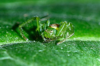 zelený krab pavouk, pavoukovec, makro, hmyz, arachnofobie, Příroda, volně žijících živočichů, svět zvířat, příšerný, členovců, stvoření