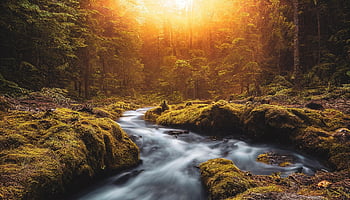 ai Generated, autumn, fantasy, nature, sunset, river, forest, trees