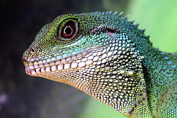 green lizard, Asian water dragon, vibrant scales, detailed image, green and beige, reptile textures, close-up photo, nature wildlife, exotic animal, green scales, lizard portrait