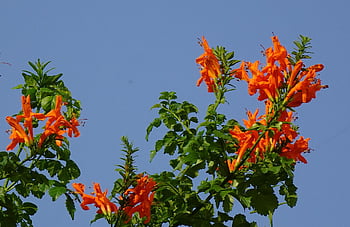 květ, tecoma capensis mys zimolez, bignoniaceae, Příroda, bignonia capensis, krásné květiny, květinové tapety, květinové pozadí, Indie