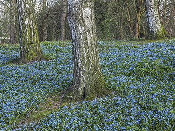 bluebell, flower, blue, butterfly Orchid, spanish Hasenglöckchen, blue Star, blossom, bloom, spring, flower Wallpaper, wildflower