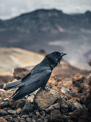 gagak, medan berbatu, lanskap pegunungan, Suasana liar, suasana misterius, bidikan close-up, burung di atas batu, fotografi alam, fotografi satwa liar, burung hitam