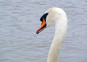 cygne, la nature, mon cher cygne, blanc, plumes, aile, oiseau, plumage