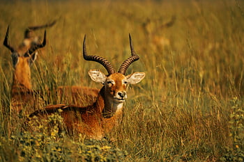 antilope, riposo, praterie africane, bellezza della fauna selvatica, avvicinamento, maestosa antilope, fauna africana, praterie, corna di antilope, fotografia naturalistica