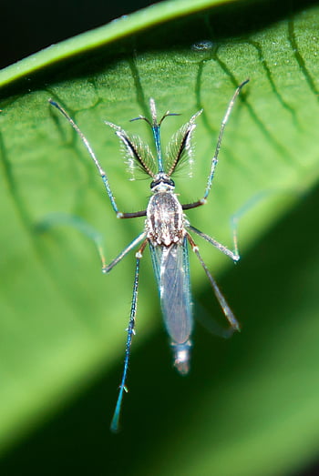 Insekt, Moskito, Entomologie, Makro