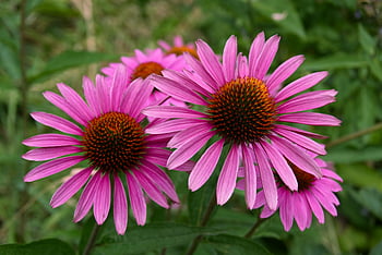 Echinacea viola, echinacea purpurea, vibrante viola, Piena fioritura, all'aperto, avvicinamento, lente tilt shift, fotografia di fiori, fiori da giardino, fotografia naturalistica, Immagini floreali