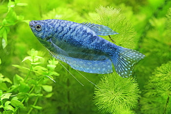 Ryba, řek, Váhy, Příroda, stvoření, akvárium, gourami, pod vodou, modrý, voda, detailní