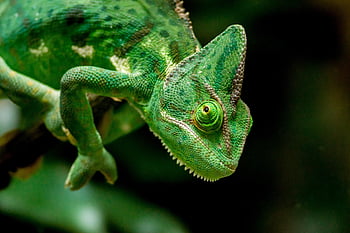 camaleonte, capo, verde, lucertola, rettile, animale selvaggio, natura selvaggia, natura, fotografia naturalistica, animale, mondo animale