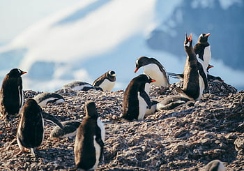 Gentoo penguins, Antarctica, rocky surface, icy backgrounds, Intrepid Travel, group of penguins, Antarctic wildlife, penguin colony, Antarctic landscape, wildlife photography, penguin habitat
