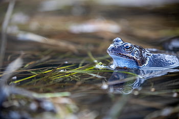 frog, animal, pond, water, nature, amphibian, swim, vertebrate, animal Photography, eyes, spring