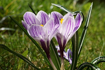 šafrán, krokus, květ, rostlin, obilovin, Barevný Crocus, jarní květiny, jaro, flóra, předzvěst jara, zahrada