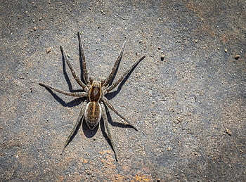 spider, arachnid, animal, nature, insect, spooky, wildlife, poisonous, carnivore, phobia, animal Leg