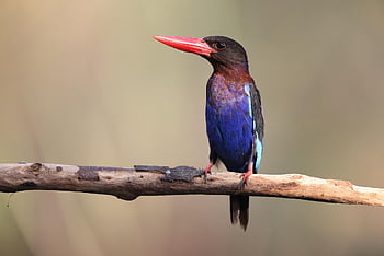 vogel, ijsvogel, Java Shobin, Java-eiland, Indonesië, Zuid-Oost Azië, endemische soorten, wilde vogel, natuur, kleurrijk