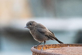 madár, kicsi, vörösbegy, természet, állat, madártoll, vadvilág, aranyos, kolibri, tollazat, csibék