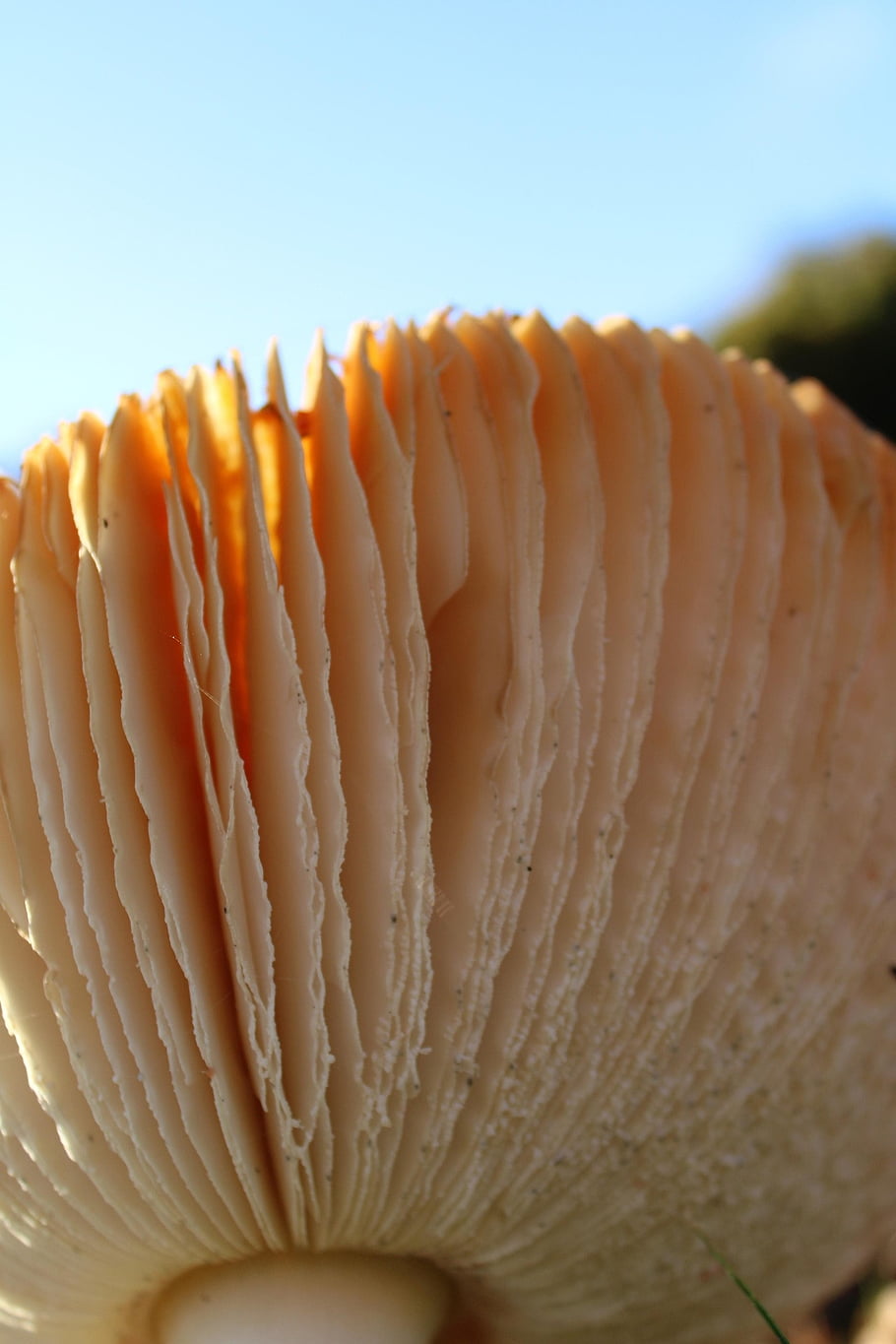 houba, muchomůrka, mykologie, moucha agaric, agaric
