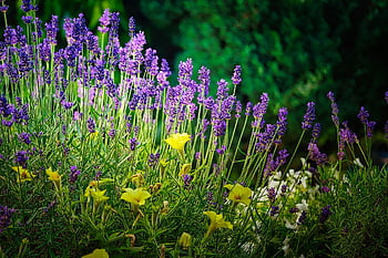 levendula, virág rét, Provence, virág háttérkép, virág háttér, lila, ibolya, gyógynövények, kert, Lavandula, illat