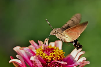 hummingbird Hawk Moth, moth, blossom, bloom, flower, zinnia, garden, background, nature
